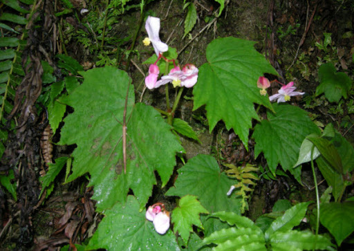 Cây Thu hải đường lá rìa. Begonia laciniata Roxb. - Cây Thuốc Nam Quanh Ta
